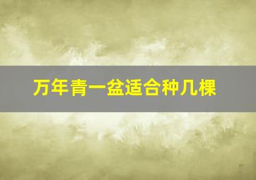 万年青一盆适合种几棵