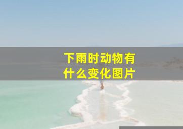 下雨时动物有什么变化图片