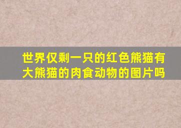 世界仅剩一只的红色熊猫有大熊猫的肉食动物的图片吗