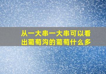 从一大串一大串可以看出葡萄沟的葡萄什么多