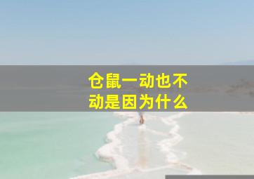 仓鼠一动也不动是因为什么