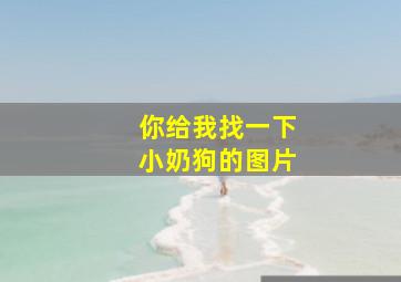 你给我找一下小奶狗的图片