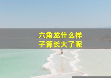 六角龙什么样子算长大了呢