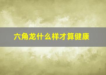 六角龙什么样才算健康