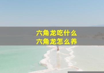 六角龙吃什么六角龙怎么养