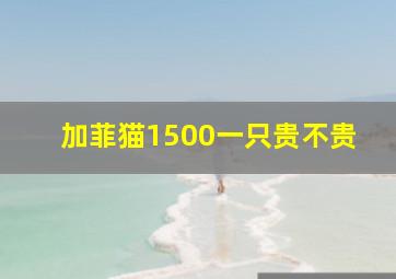 加菲猫1500一只贵不贵