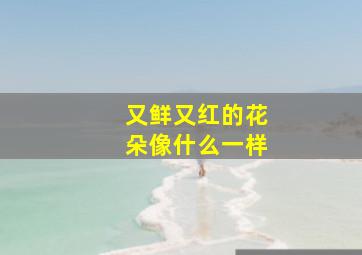 又鲜又红的花朵像什么一样