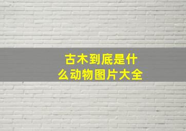 古木到底是什么动物图片大全