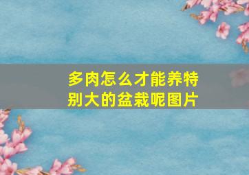 多肉怎么才能养特别大的盆栽呢图片