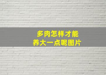 多肉怎样才能养大一点呢图片