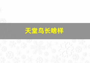 天堂鸟长啥样