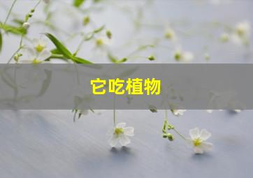 它吃植物