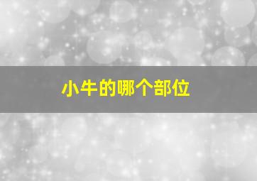 小牛的哪个部位