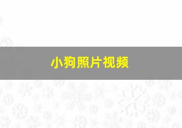 小狗照片视频