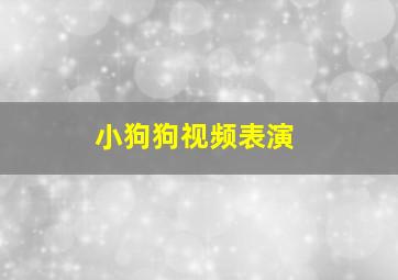 小狗狗视频表演