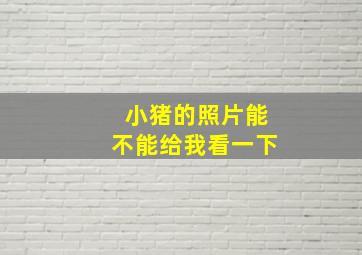 小猪的照片能不能给我看一下