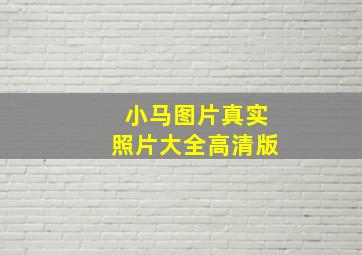 小马图片真实照片大全高清版