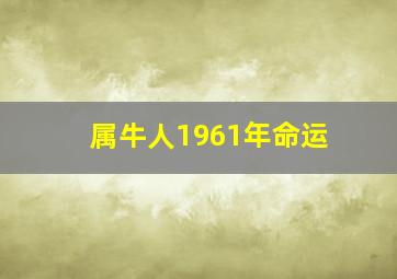 属牛人1961年命运