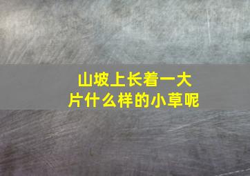 山坡上长着一大片什么样的小草呢