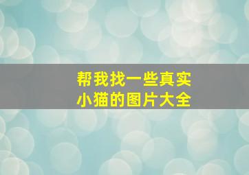 帮我找一些真实小猫的图片大全