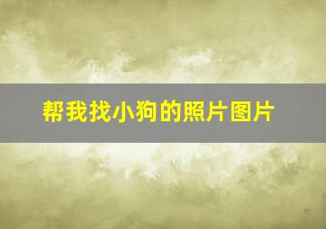 帮我找小狗的照片图片