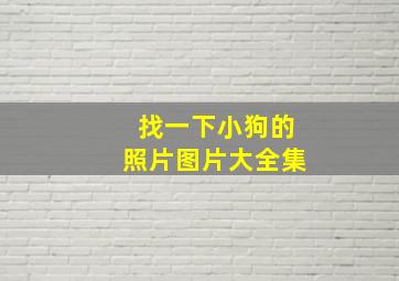 找一下小狗的照片图片大全集