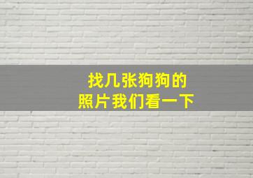 找几张狗狗的照片我们看一下