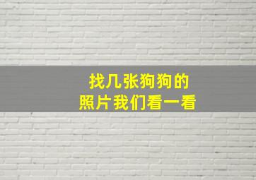 找几张狗狗的照片我们看一看