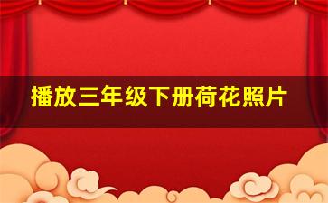 播放三年级下册荷花照片