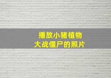 播放小猪植物大战僵尸的照片