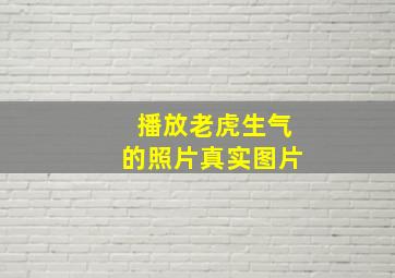 播放老虎生气的照片真实图片