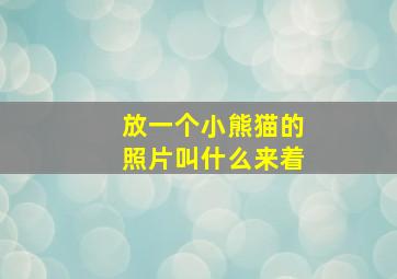 放一个小熊猫的照片叫什么来着