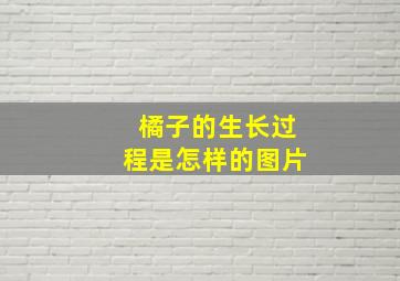 橘子的生长过程是怎样的图片