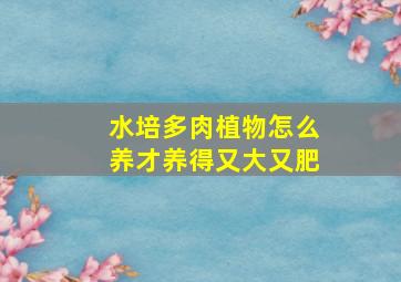 水培多肉植物怎么养才养得又大又肥