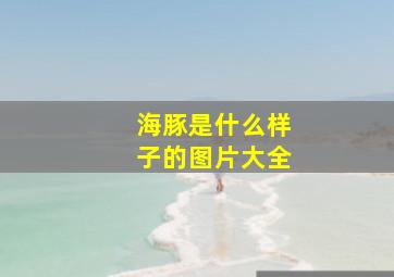 海豚是什么样子的图片大全