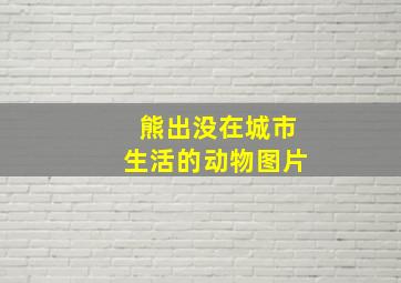 熊出没在城市生活的动物图片