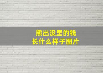 熊出没里的钱长什么样子图片