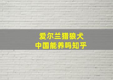 爱尔兰猎狼犬中国能养吗知乎