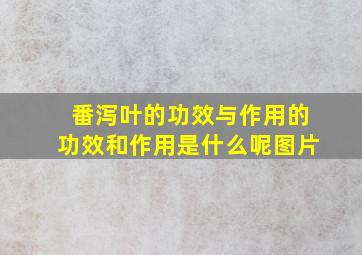 番泻叶的功效与作用的功效和作用是什么呢图片