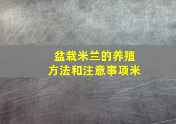 盆栽米兰的养殖方法和注意事项米