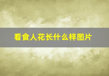 看食人花长什么样图片