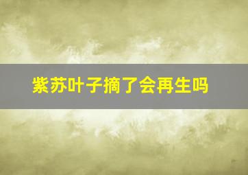 紫苏叶子摘了会再生吗