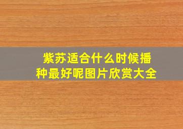 紫苏适合什么时候播种最好呢图片欣赏大全