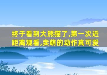 终于看到大熊猫了,第一次近距离观看,卖萌的动作真可爱