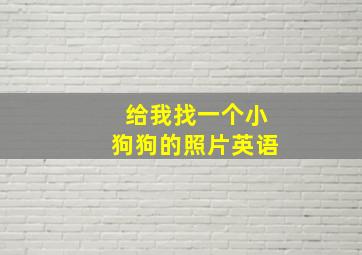 给我找一个小狗狗的照片英语