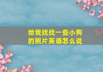 给我找找一些小狗的照片英语怎么说