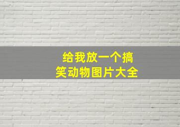 给我放一个搞笑动物图片大全