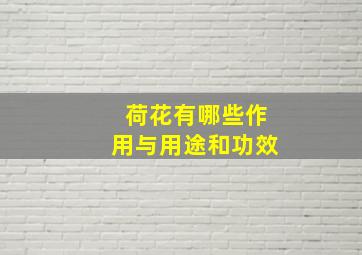 荷花有哪些作用与用途和功效