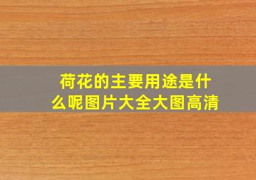 荷花的主要用途是什么呢图片大全大图高清