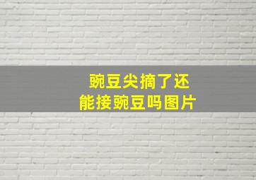 豌豆尖摘了还能接豌豆吗图片